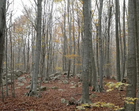 Aufstieg zum Turó de l’Home und Les Agudes: Route zu den emblematischsten Gipfeln des Montseny.