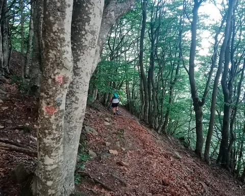 Die großen Gipfel des Montseny: Turó de l’Home und Les Agudes
